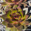 Sempervivum 'Babe'