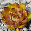 Sempervivum 'Babe'