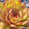 Sempervivum 'Babe'