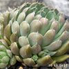 Orostachys spinosa 'Blue form'