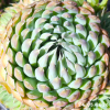 Orostachys spinosa 'Blue form'
