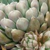 Orostachys spinosa 'Blue form'