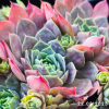 Sempervivum 'Emerald Empress'