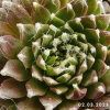 Sempervivum 'Alabaster'