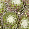 Sempervivum 'Alabaster'