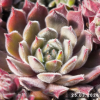 Sempervivum 'Grizzle Velvet'