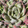 Sempervivum 'Grizzle Velvet'