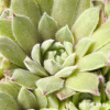 Sempervivum 'Grizzle Velvet'