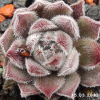 Sempervivum 'Grizzle Velvet'