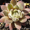 Sempervivum 'Grizzle Velvet'