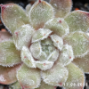 Sempervivum 'Grizzle Velvet'