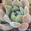 Sempervivum 'Grizzle Velvet'