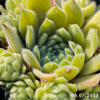 Sempervivum 'Grizzle Velvet'