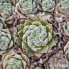 Sempervivum 'Grizzle Velvet'