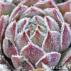 Sempervivum 'Grizzle Velvet'