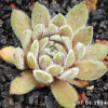 Sempervivum 'Grizzle Velvet'