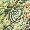 Sempervivum 'Grizzle Velvet'