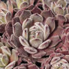 Sempervivum 'Grizzle Velvet'