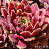 Sempervivum 'Haberer Boy'