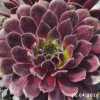 Sempervivum 'Haberer Boy'