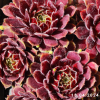 Sempervivum 'Haberer Boy'