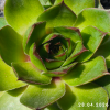 Sempervivum 'Pistachio'