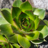Sempervivum 'Pistachio'
