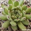 Sempervivum 'Little Sister'