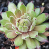 Sempervivum 'Little Sister'