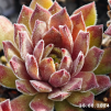 Sempervivum 'Little Sister'
