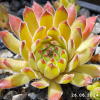 Sempervivum 'Little Sister'