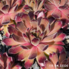 Sempervivum 'Little Sister'