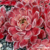 Sempervivum 'Little Sister'