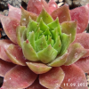Sempervivum 'Mai Appel'