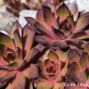 Sempervivum 'Mai Appel'