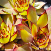 Sempervivum 'Mai Appel'
