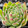 Sempervivum 'Grünfrosch'