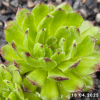 Sempervivum 'Grünfrosch'