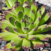 Sempervivum 'Grünfrosch'