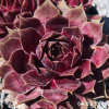 Sempervivum 'Nefertari'