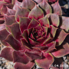 Sempervivum 'Nefertari'