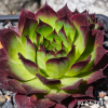 Sempervivum 'Nico'