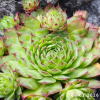 Sempervivum 'Nico'