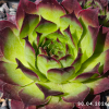 Sempervivum 'Nico'