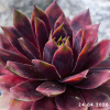 Sempervivum 'Tòbiás'