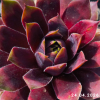 Sempervivum 'Tòbiás'