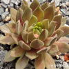 Sempervivum 'Devils Touch'