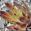 Sempervivum 'Devils Touch'