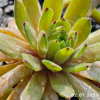 Sempervivum 'Devils Touch'