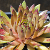 Sempervivum 'Devils Touch'